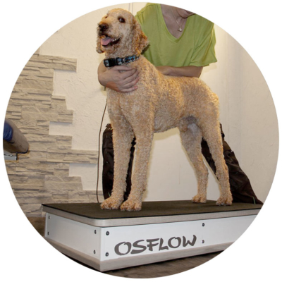 Hunde OSFLOW Bild in der Therapieanwendung