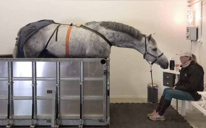 Therapy with OSFLOW® for horses 1