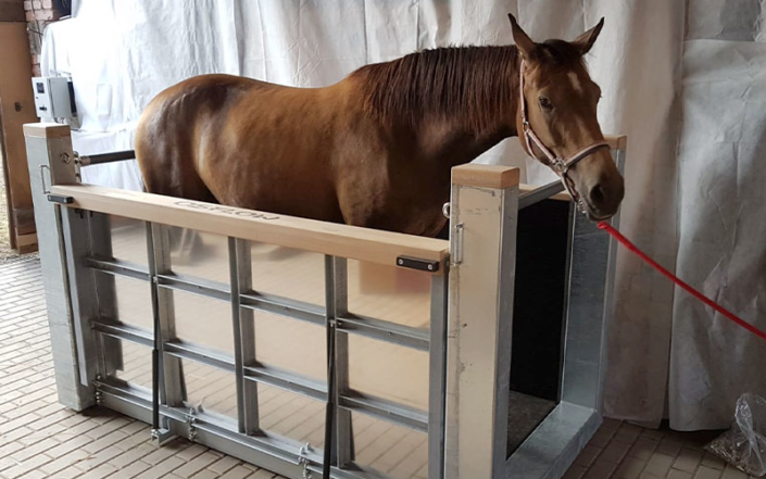 Therapy with OSFLOW® for horses 3